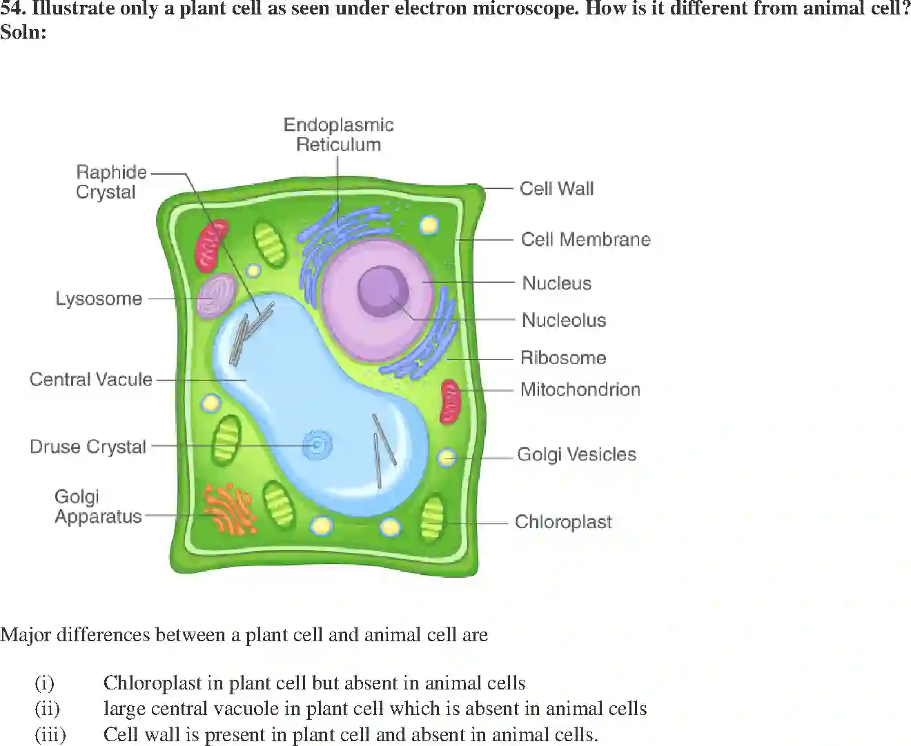 NCERT-Solution-Class-9-Science-Exemplar-The-Fundamental-Unit-of-Life-Exemplar-3400-page-15