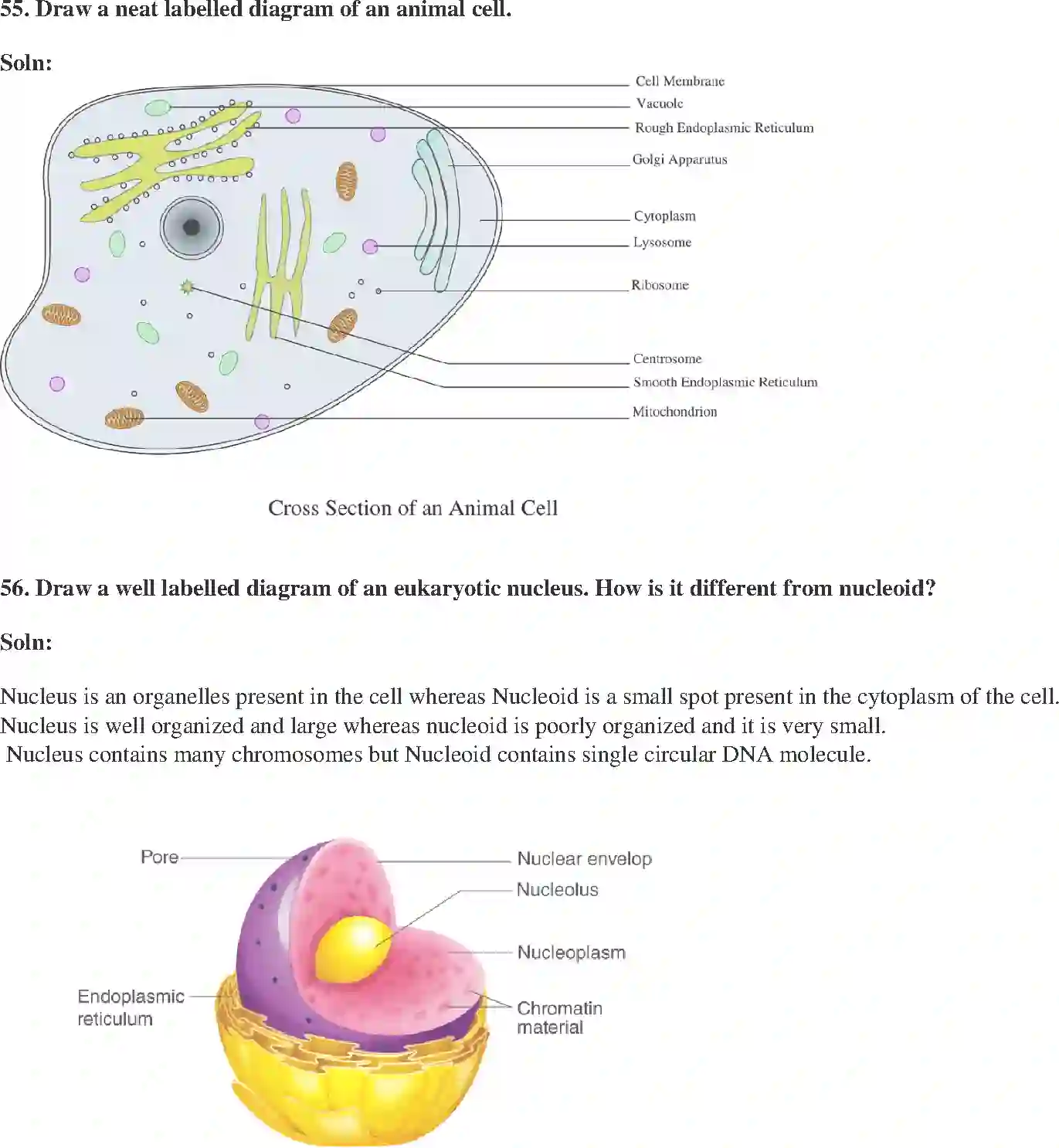 NCERT-Solution-Class-9-Science-Exemplar-The-Fundamental-Unit-of-Life-Exemplar-3400-page-16