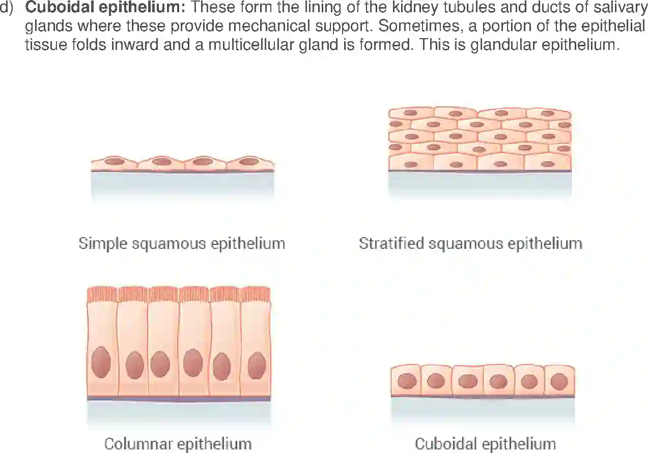 NCERT-Solution-Class-9-Science-Exemplar-Tissues-Exemplar-1229-page-18