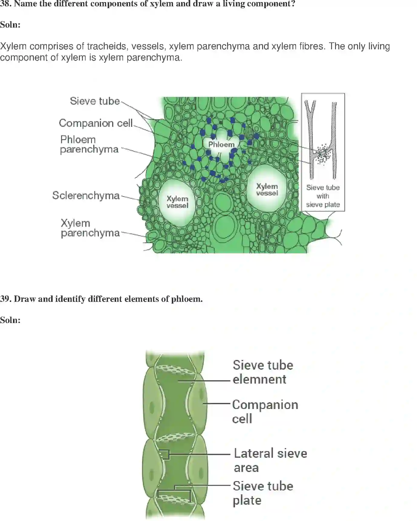 NCERT-Solution-Class-9-Science-Exemplar-Tissues-Exemplar-3401-page-13